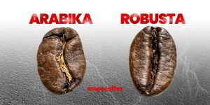 Menguak Misteri Di Balik Cangkir Perbedaan Biji Kopi Arabika Dan Robusta Bagi Pemula