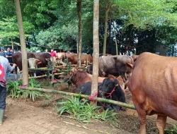 Prabowo Bagikan 109 Hewan Kurban untuk Warga di Hambalang Bogor